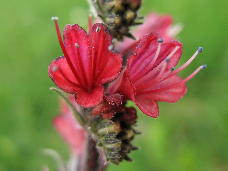 Изображение особи Echium russicum.