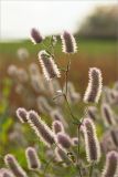 Trifolium arvense