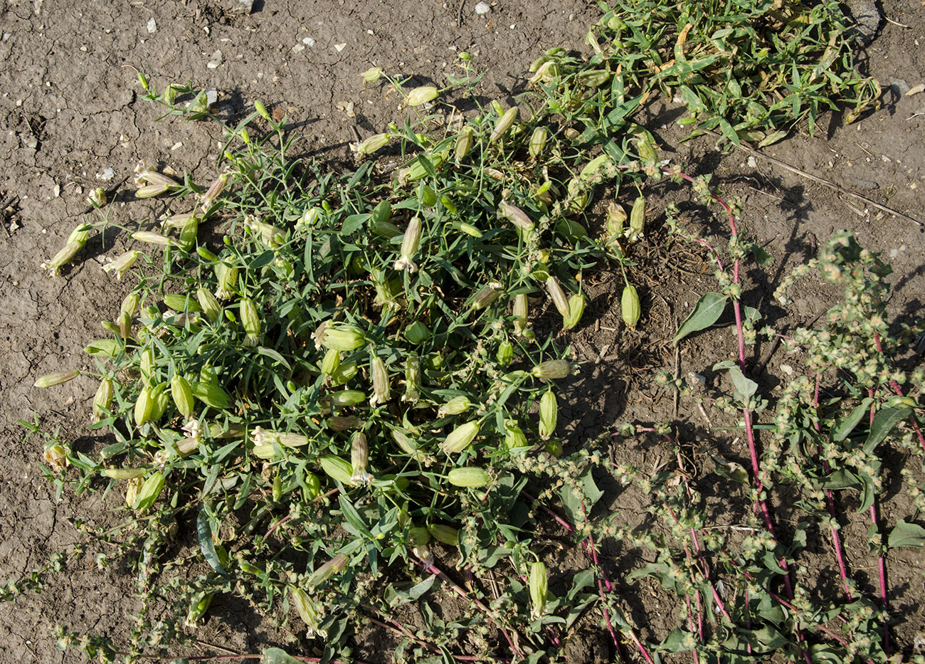 Изображение особи Oberna procumbens.