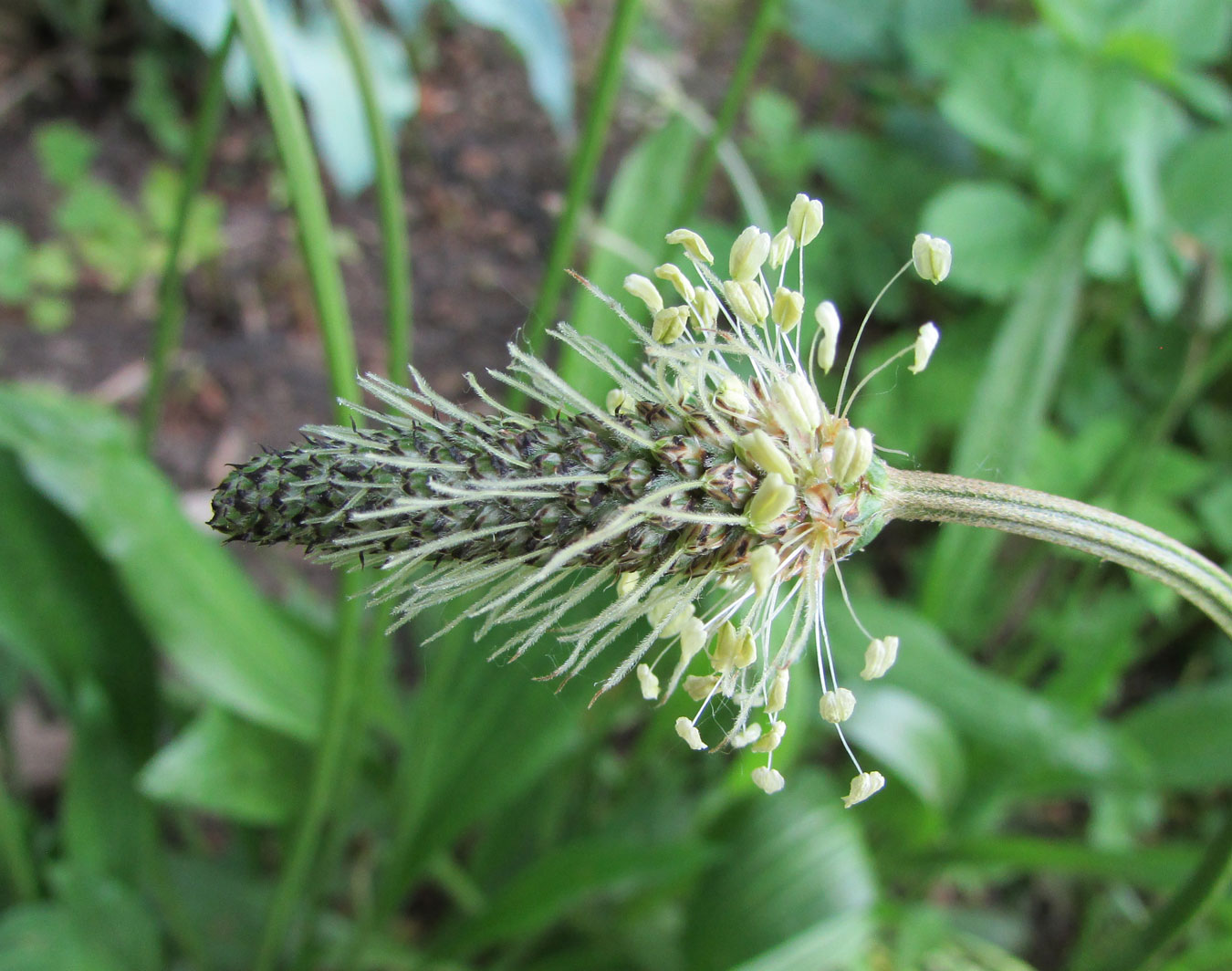 Image of Plantago lanceolata specimen.