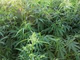 Cannabis sativa. Верхушки стеблей цветущих растений. Заросли возле заброшенной фермы. Приморье, пос. Новокачалинск, 28 июля 2004 г.