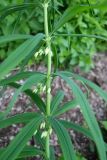 Polygonatum verticillatum