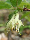 Lonicera edulis