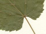 Tilia japonica