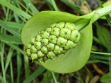 Calla palustris