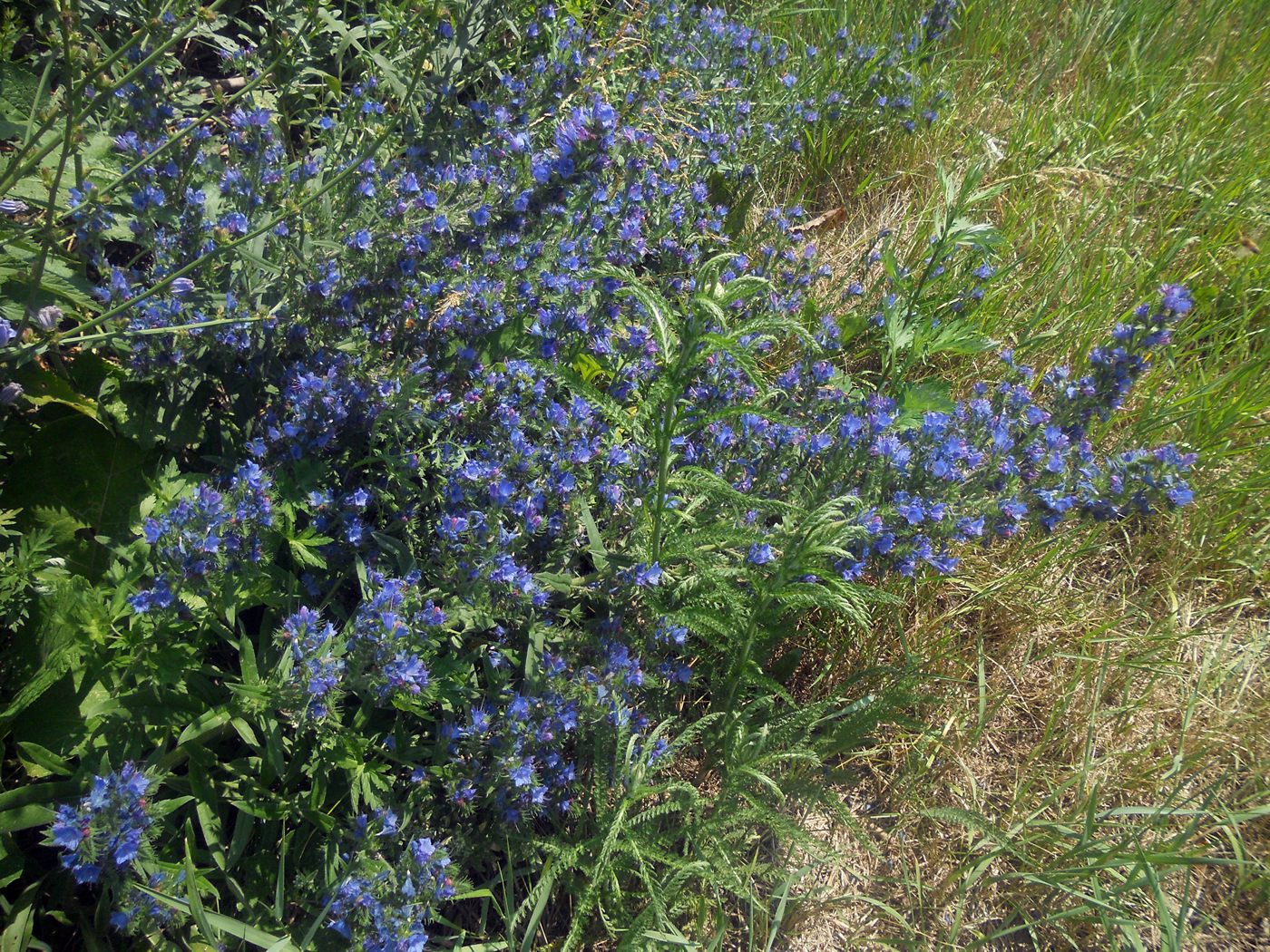 Изображение особи Echium vulgare.
