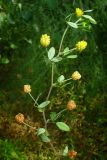 Trifolium campestre