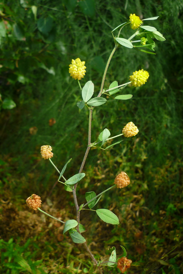 Image of Trifolium campestre specimen.