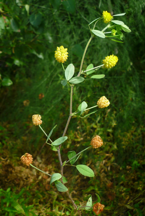 Изображение особи Trifolium campestre.