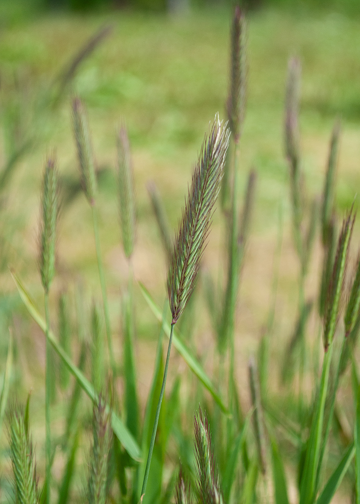 Image of Hordeum brachyantherum specimen.