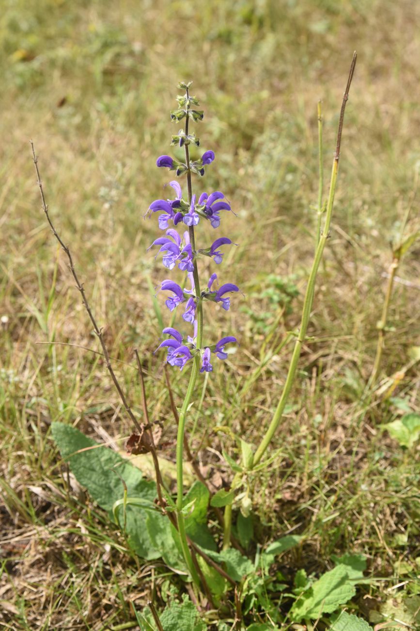 Image of Salvia pratensis specimen.