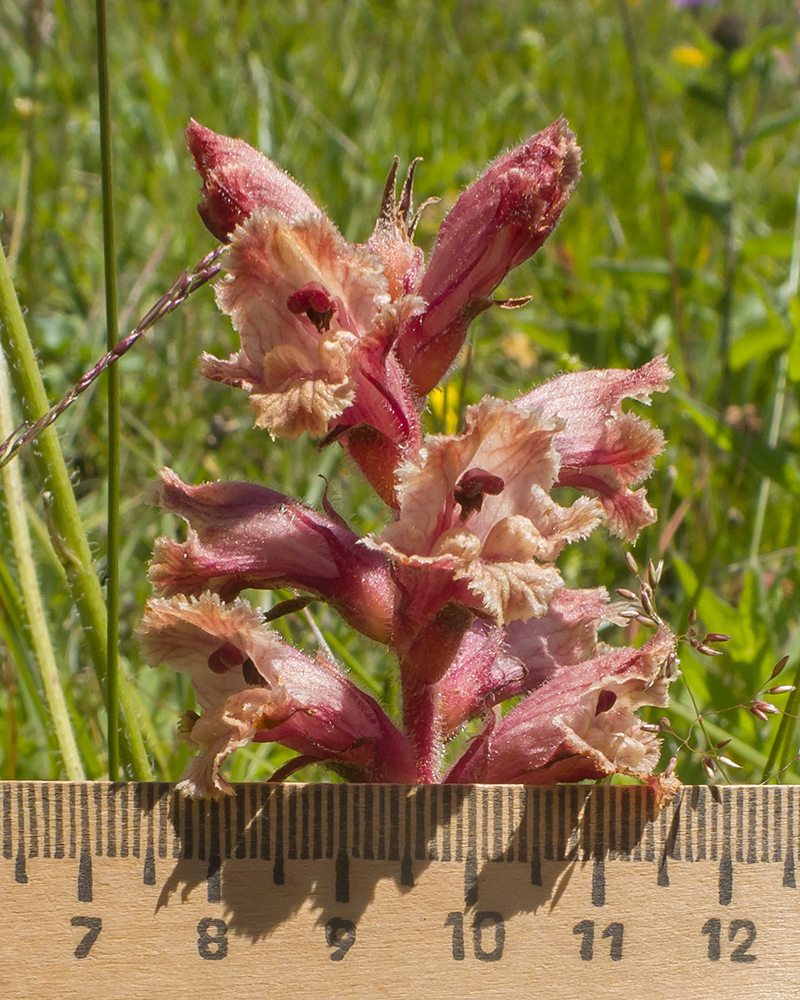 Image of Orobanche owerinii specimen.