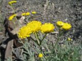 Tanacetum saxicola. Верхушка побега с соцветиями. Казахстан, Мангистауская обл., Мангистауский р-н; горы Западного Каратау, ур. Кокала, щебенистый склон сев. экспозиции. 11 мая 2024 г.