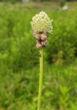 Allium sativum