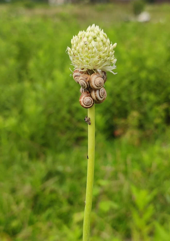 Image of Allium sativum specimen.