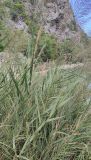 Arundo donax