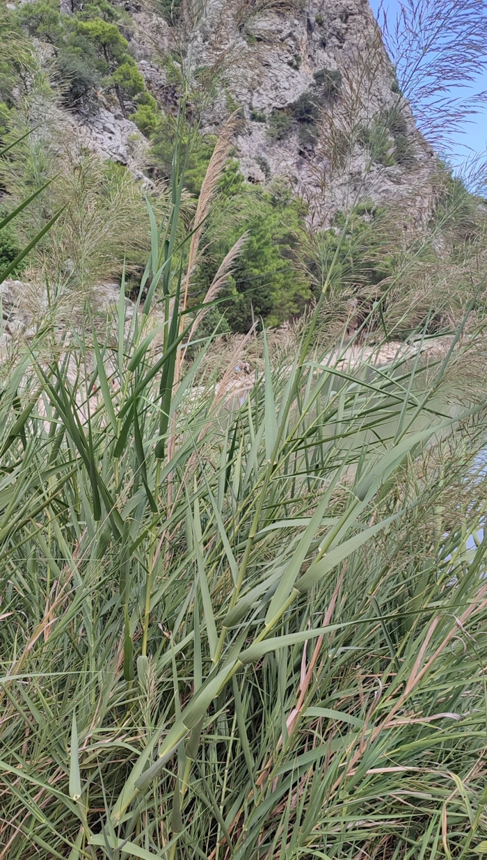 Image of Arundo donax specimen.