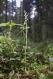 Goodyera repens