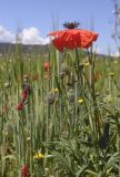 Papaver rhoeas. Верхушки побегов с цветком, бутонами и незрелыми плодами. Испания, Каталония, пров. Жирона, комарка Баш Эмпорда, муниципалитет Калонже, залежь. 29.04.2025.