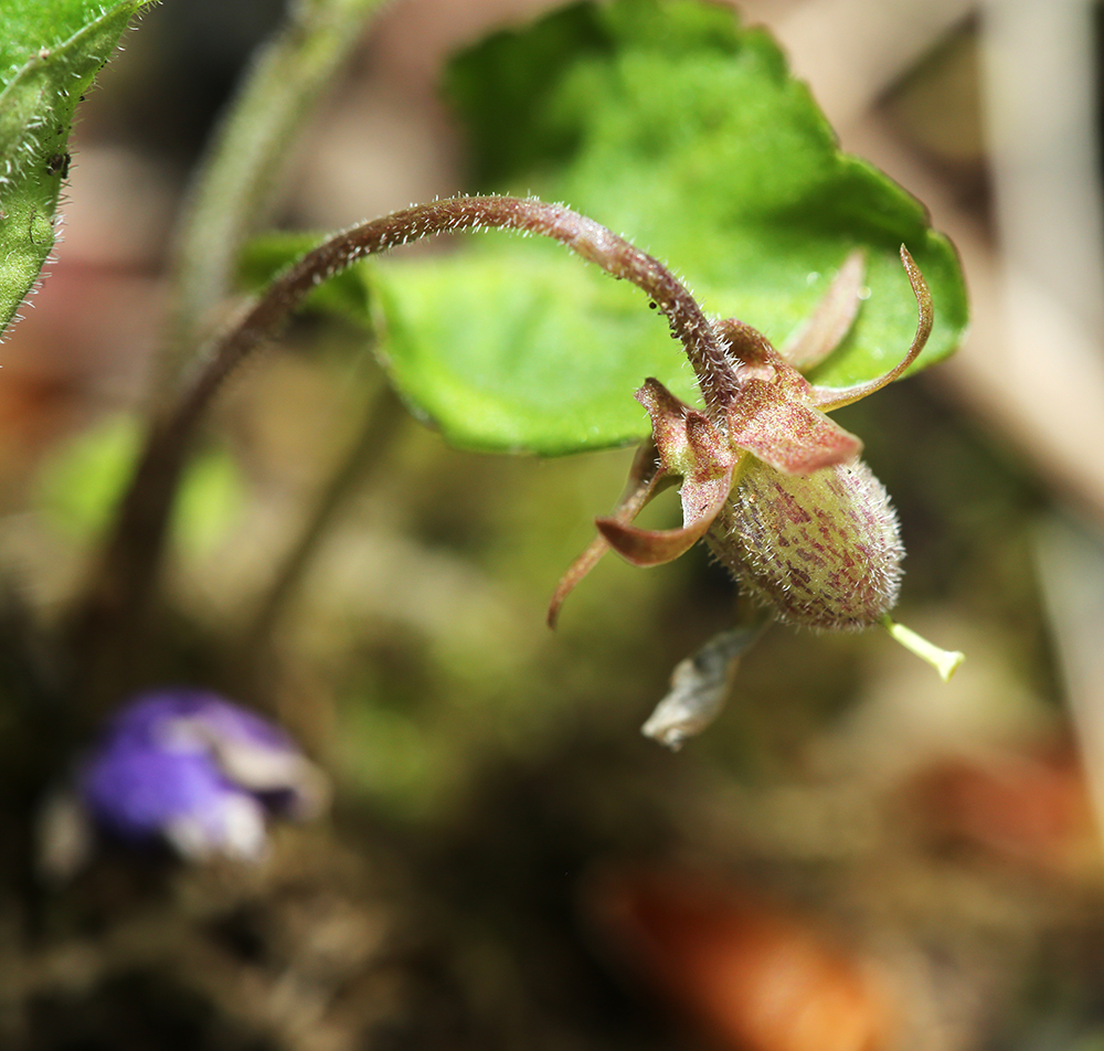 Изображение особи Viola phalacrocarpa.