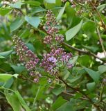 Syringa vulgaris. Ветви с распускающимися соцветиями. Московская обл., ГО Подольск, мкр-н Климовск, двор многоэтажного дома, придомовое озеленение. 25.04.2025.