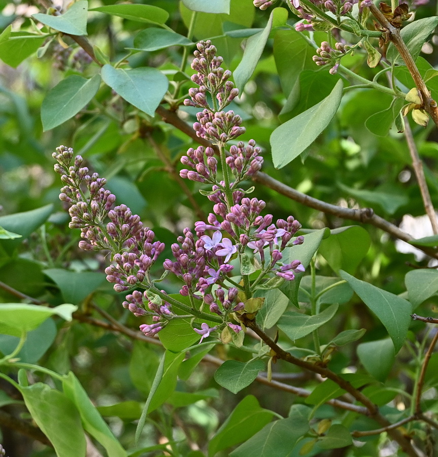 Image of Syringa vulgaris specimen.