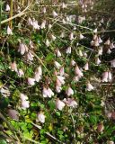 Linnaea borealis. Цветущие растения на песчаной почве между крупными валунами. Коми, Интинский р-н, пос. Желанный, Приполярный Урал, долина р. Балбанью, правый борт руч. Каменистого. 22.07.2010.