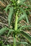Scrophularia orientalis. Часть побега. Турция, ил Ардахан, левый борт долины р. Рабат, подножие крепости Шайтан Калеси, выс. 1980 м н.у.м., луг. 18 мая 2025 г.
