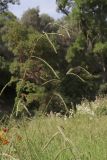 Paspalum dilatatum