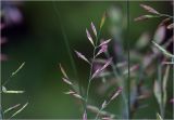 genus Festuca. Соцветие. Московская обл., Раменский р-н, окр. дер. Хрипань, садовый участок. 11.06.2025.