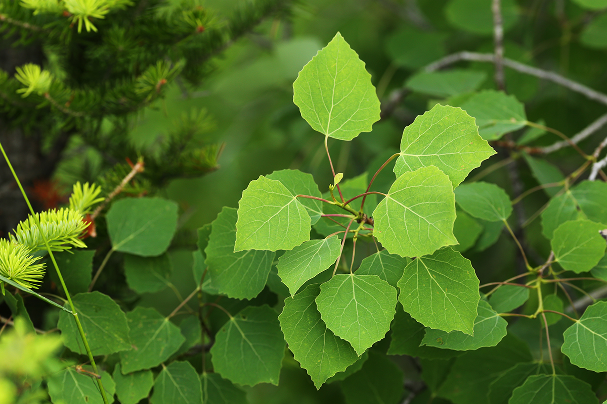 Image of Populus davidiana specimen.