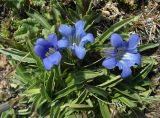 Gentiana kaufmanniana