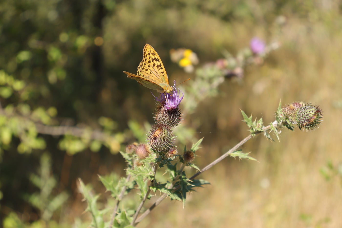 Image of Cirsium laniflorum specimen.