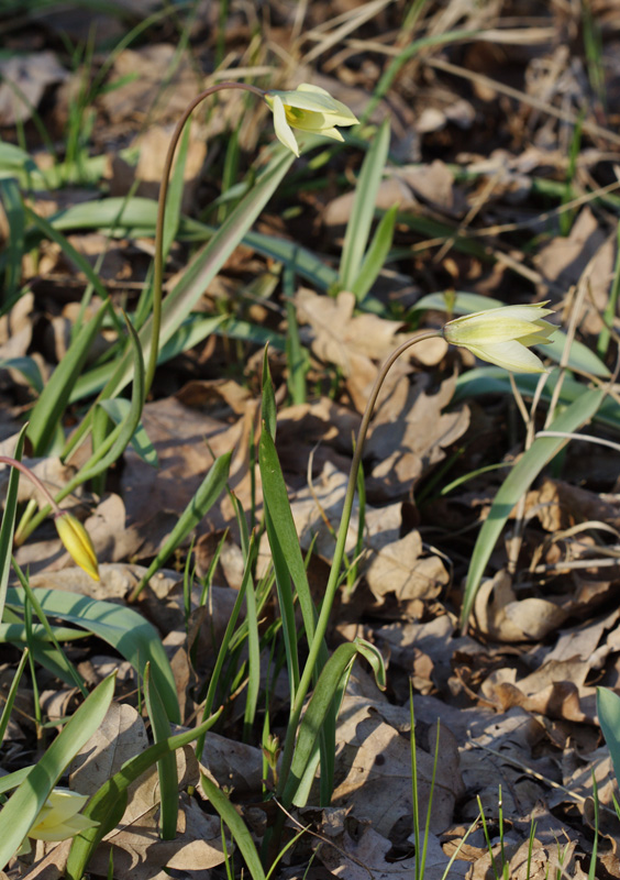 Image of Tulipa biebersteiniana specimen.