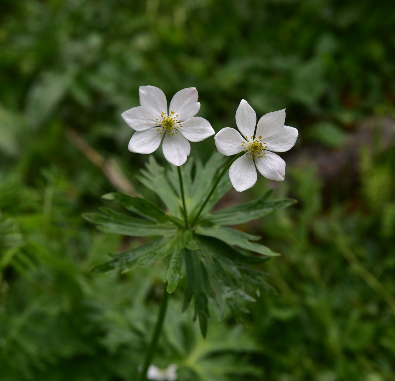 Изображение особи Anemonastrum fasciculatum.