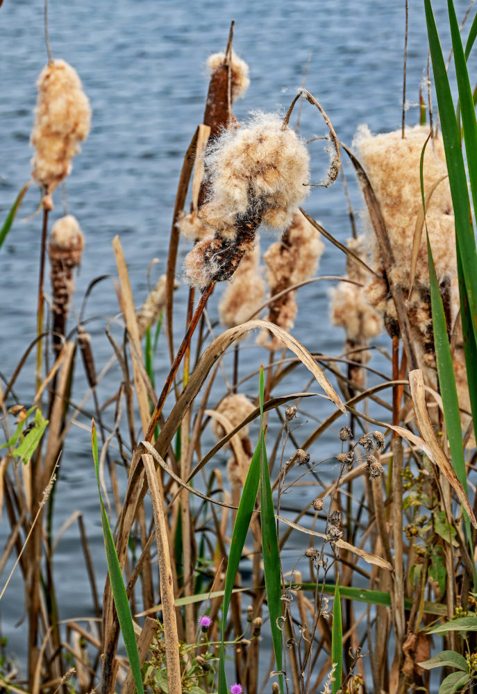 Image of Typha latifolia specimen.