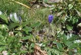 View full-size image Campanula lasiocarpa