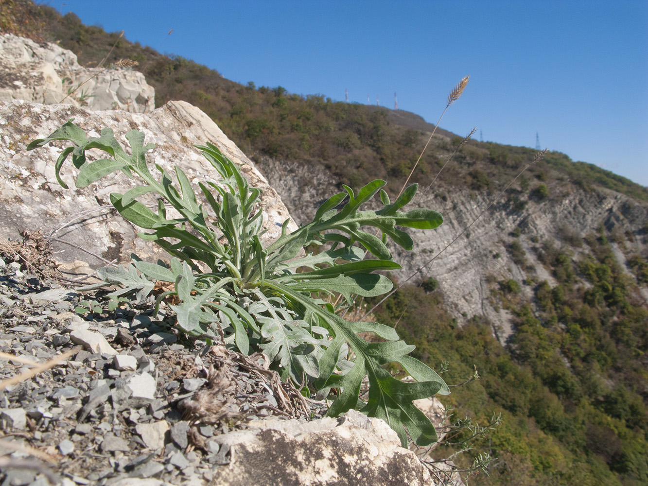 Изображение особи род Centaurea.