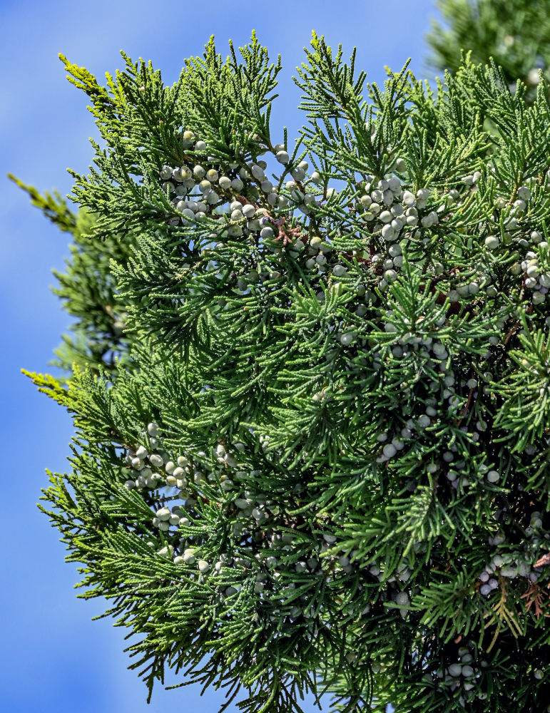 Изображение особи Juniperus virginiana.