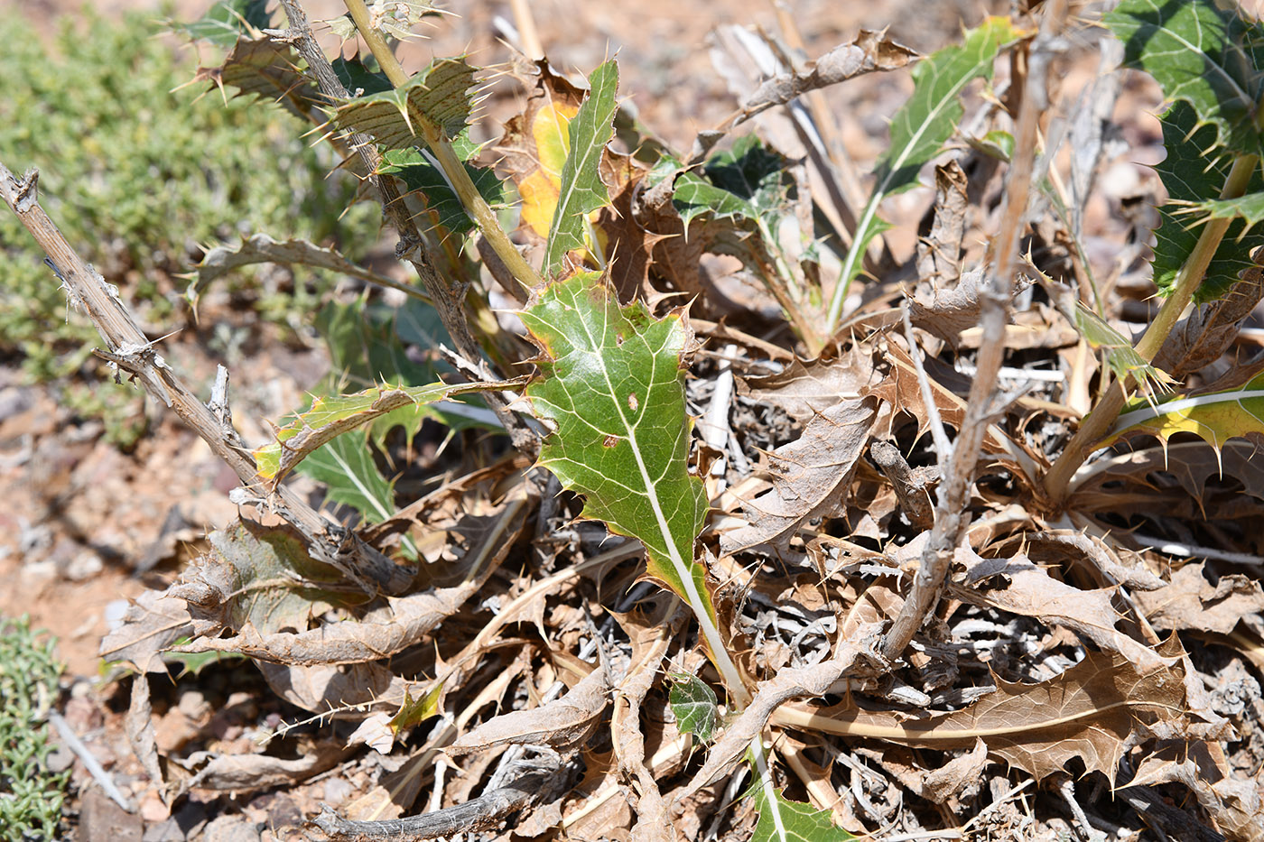 Image of Cousinia affinis specimen.