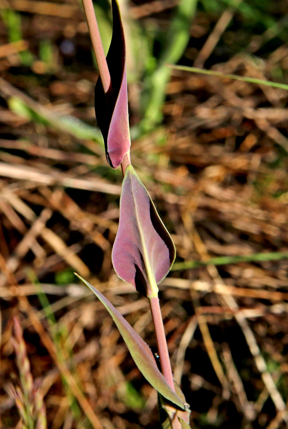 Image of Turritis glabra specimen.