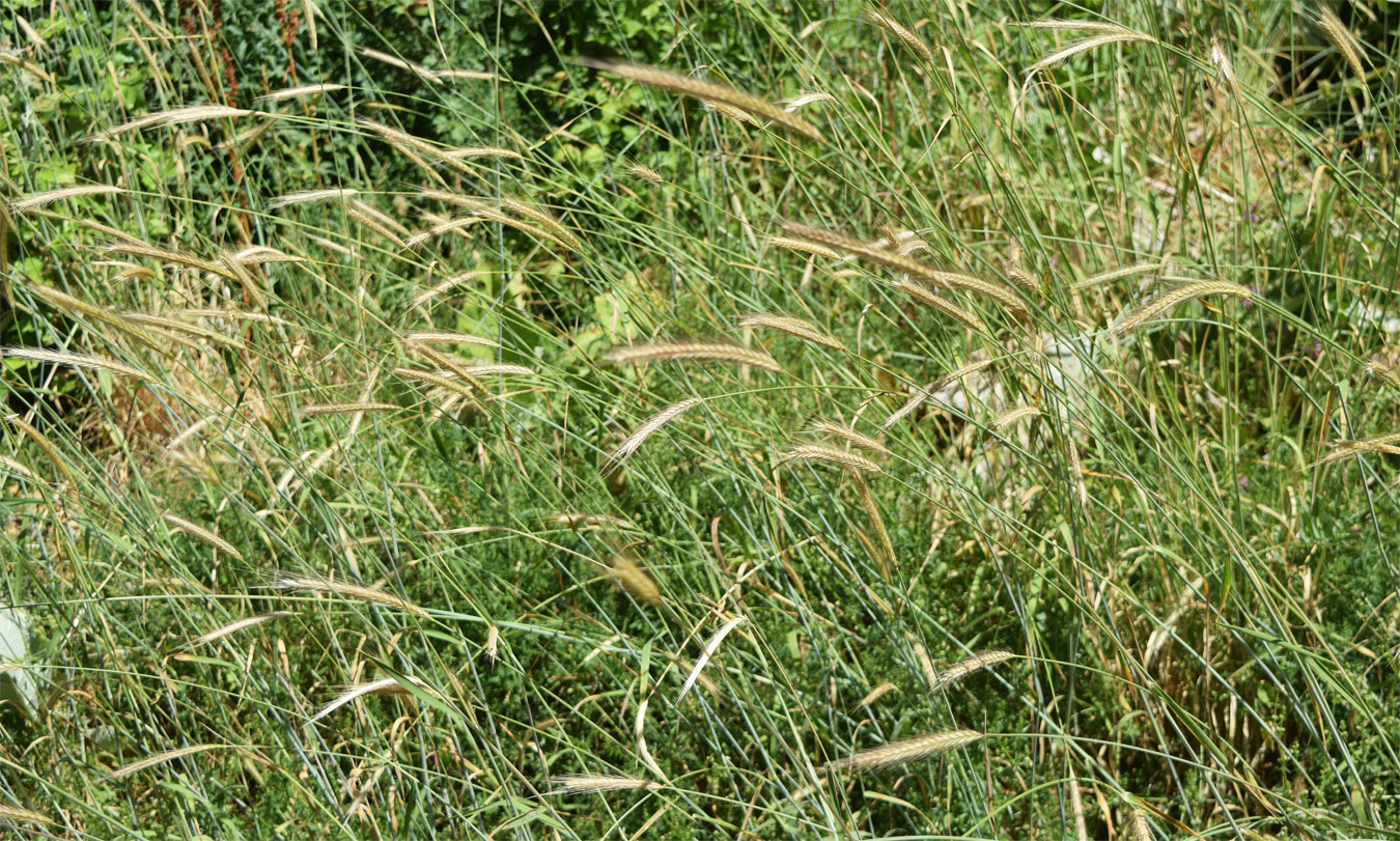 Изображение особи Hordeum bulbosum.