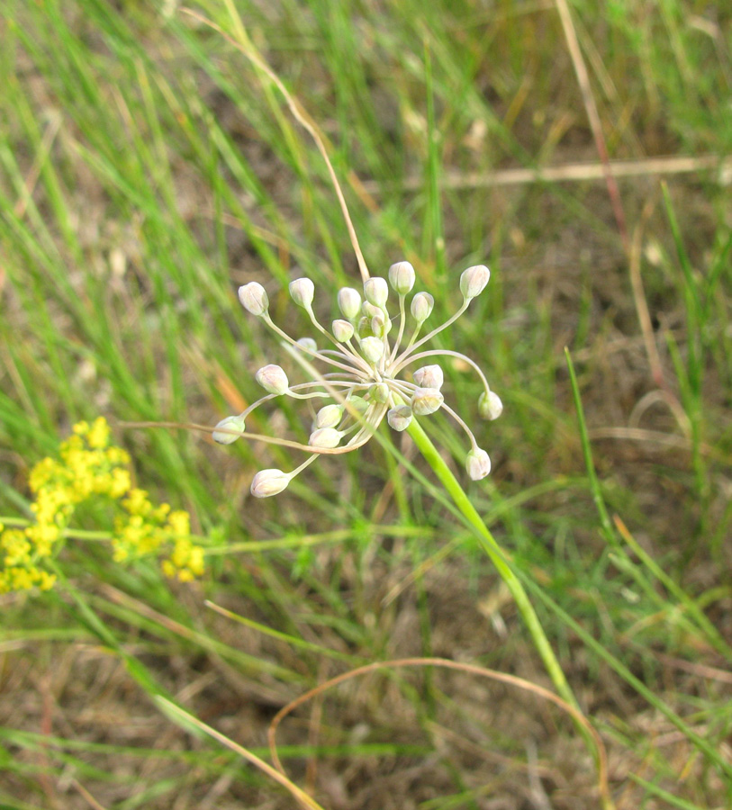 Изображение особи Allium paczoskianum.