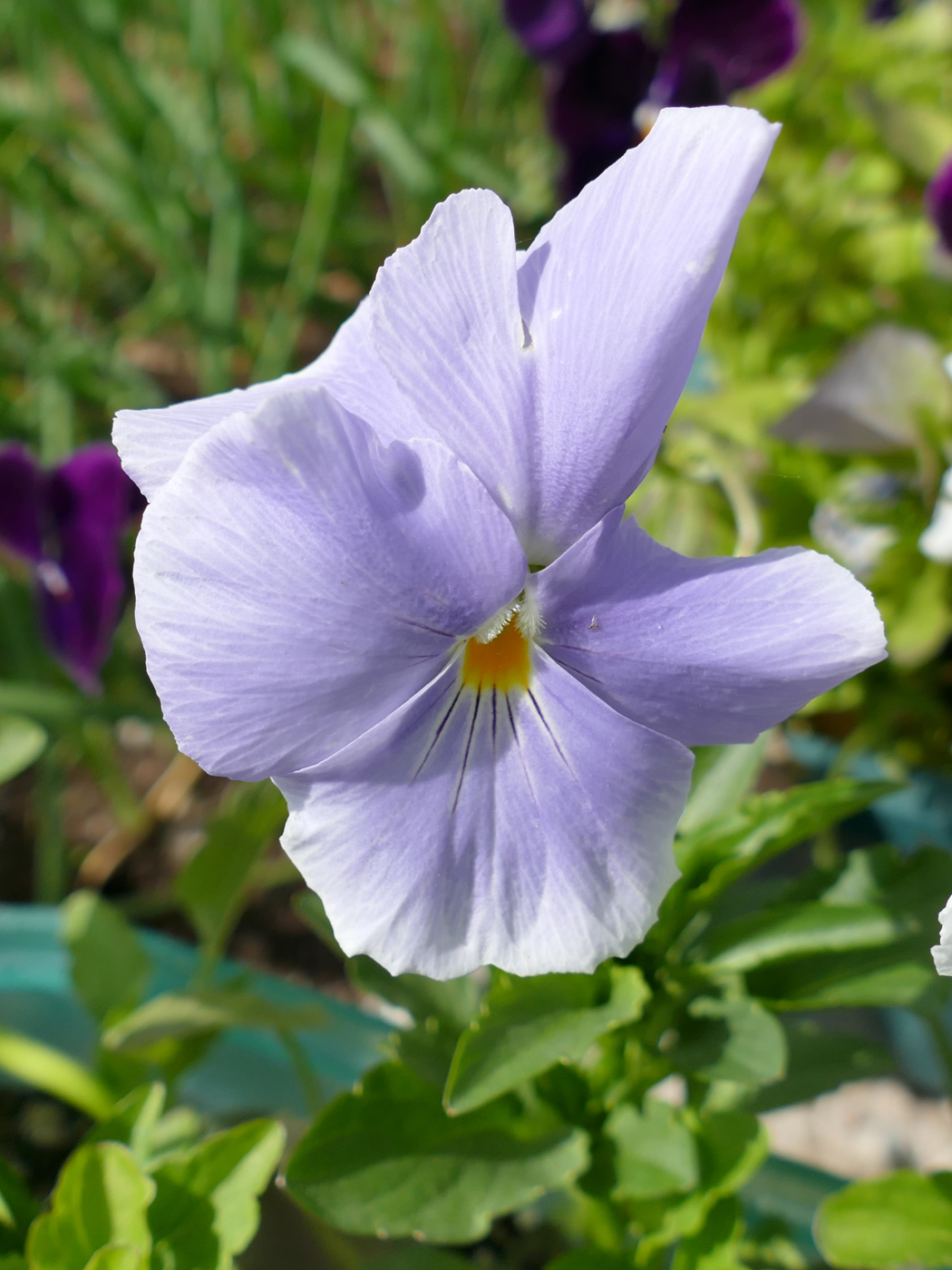 Image of Viola wittrockiana specimen.