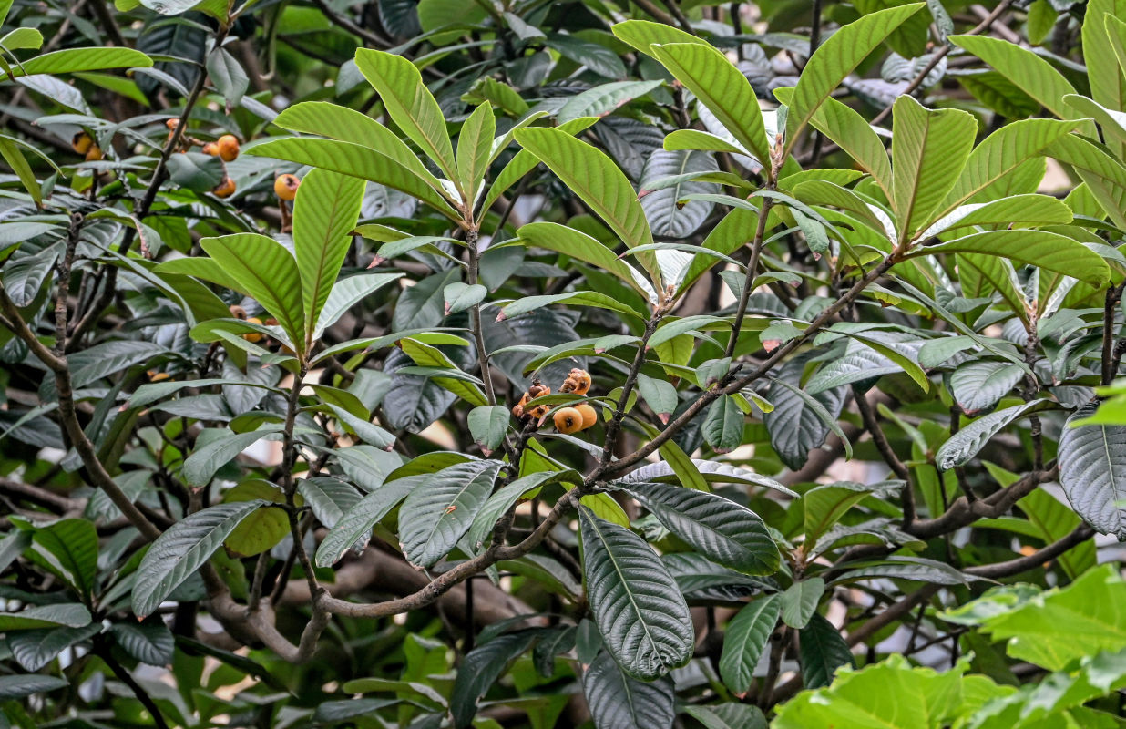 Image of Eriobotrya japonica specimen.