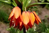 Fritillaria imperialis. Цветки. Белгородская обл., пос. Ракитное, ул. Сосновая, 2, в культуре. 30 апреля 2022 г.