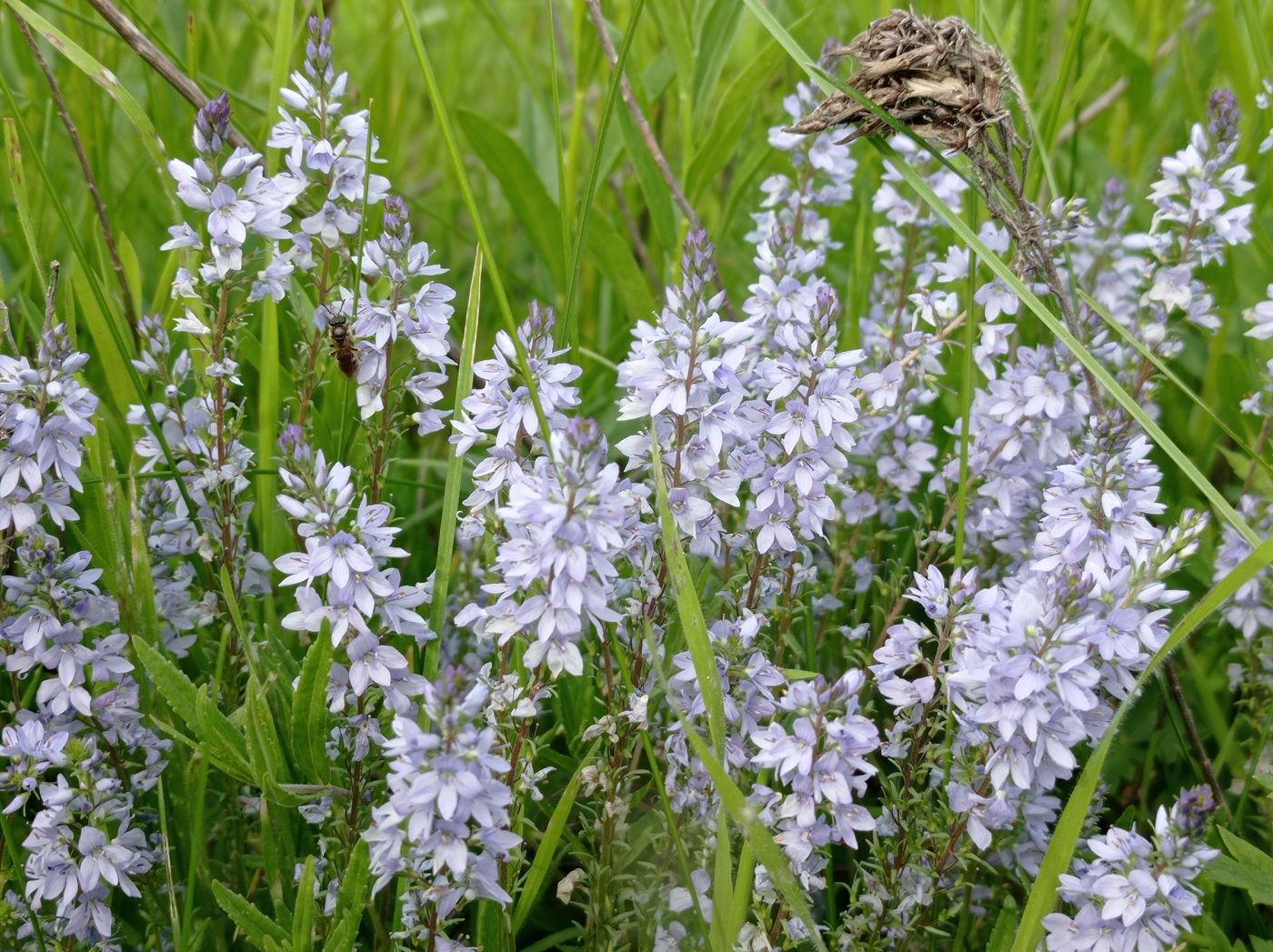 Изображение особи Veronica teucrium.