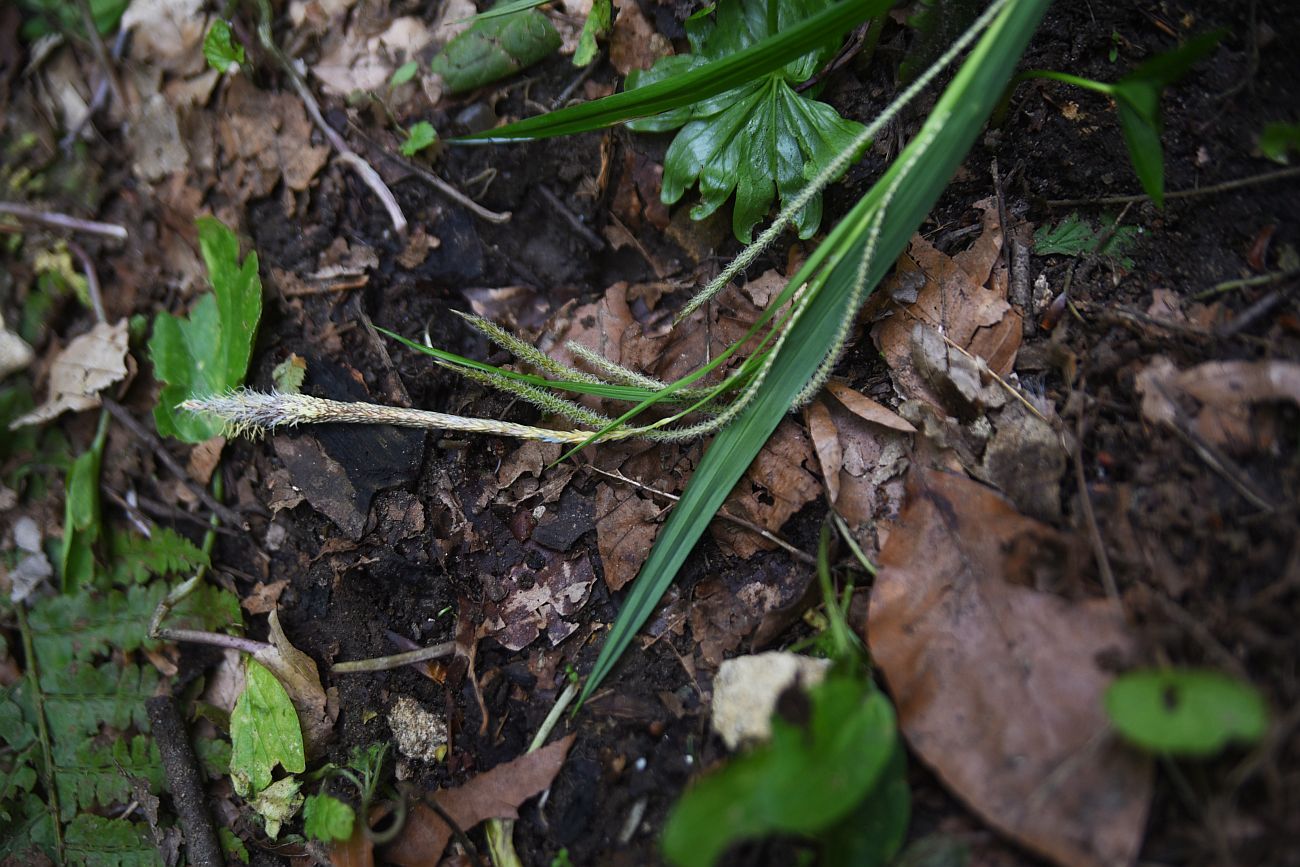 Изображение особи Carex pendula.
