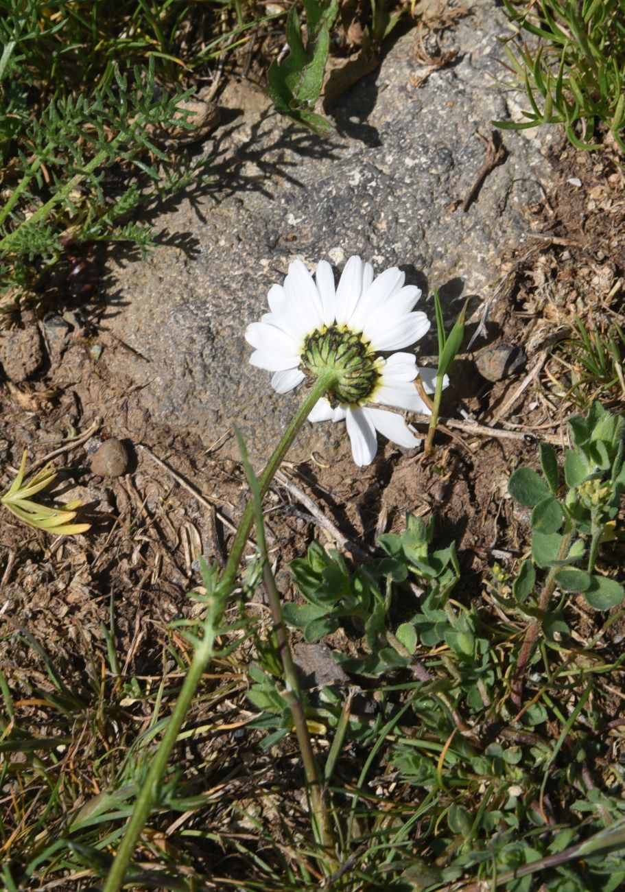 Image of familia Asteraceae specimen.