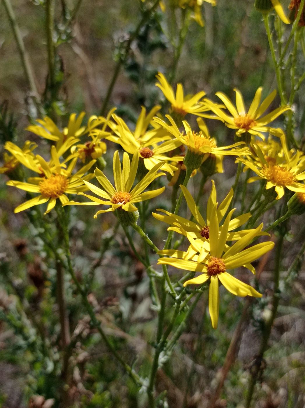 Image of Senecio borysthenicus specimen.